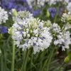 Queen Mum Agapanthus -Garden Plant Store Purple and White Queen Mum Agapanthus Blooms Main 00154.1553565343