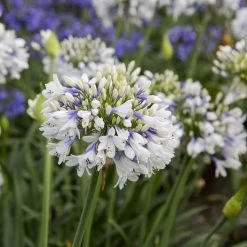 Queen Mum Agapanthus
