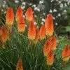 Pyromania Backdraft Red Hot Poker 1 Pyromania Backdraft Red Hot Poker -Garden Plant Store Pyromania Backdraft Red Hot Poker with Orange Yellow Blooms 35284.1615499880