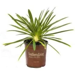 Queen Mum Agapanthus -Garden Plant Store Queen Mum Agapanthus In Garden Living Pot 68751.1640867792