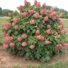 Queen Of Hearts Oakleaf Hydrangea -Garden Plant Store Queen of Hearts Oakleaf Hydrangea Growing in the Landscaping 21449.1650684754