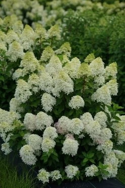 Quick Fire Fab® Hydrangea 18 Quick Fire Fab® Hydrangea -Garden Plant Store Quick Fire Fab Hydrangea Flowers and foliage 34205.1611596221