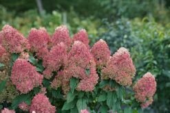 Quick Fire Fab® Hydrangea 17 Quick Fire Fab® Hydrangea -Garden Plant Store Quick Fire Fab Hydrangea bush blooming 66992.1611596094