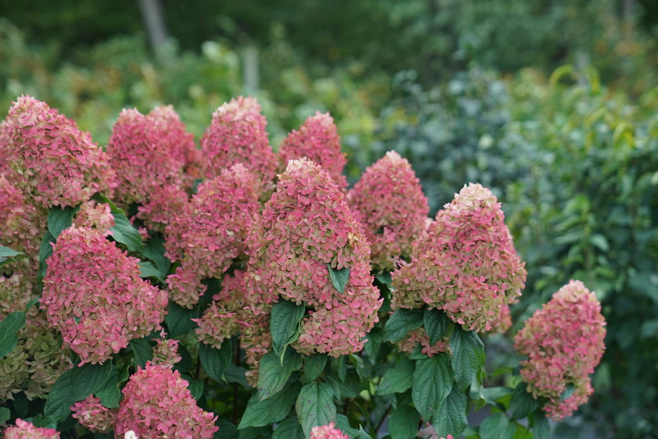 Quick Fire Fab® Hydrangea 8 Quick Fire Fab® Hydrangea - Image 6