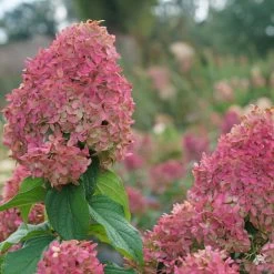 Quick Fire Fab® Hydrangea