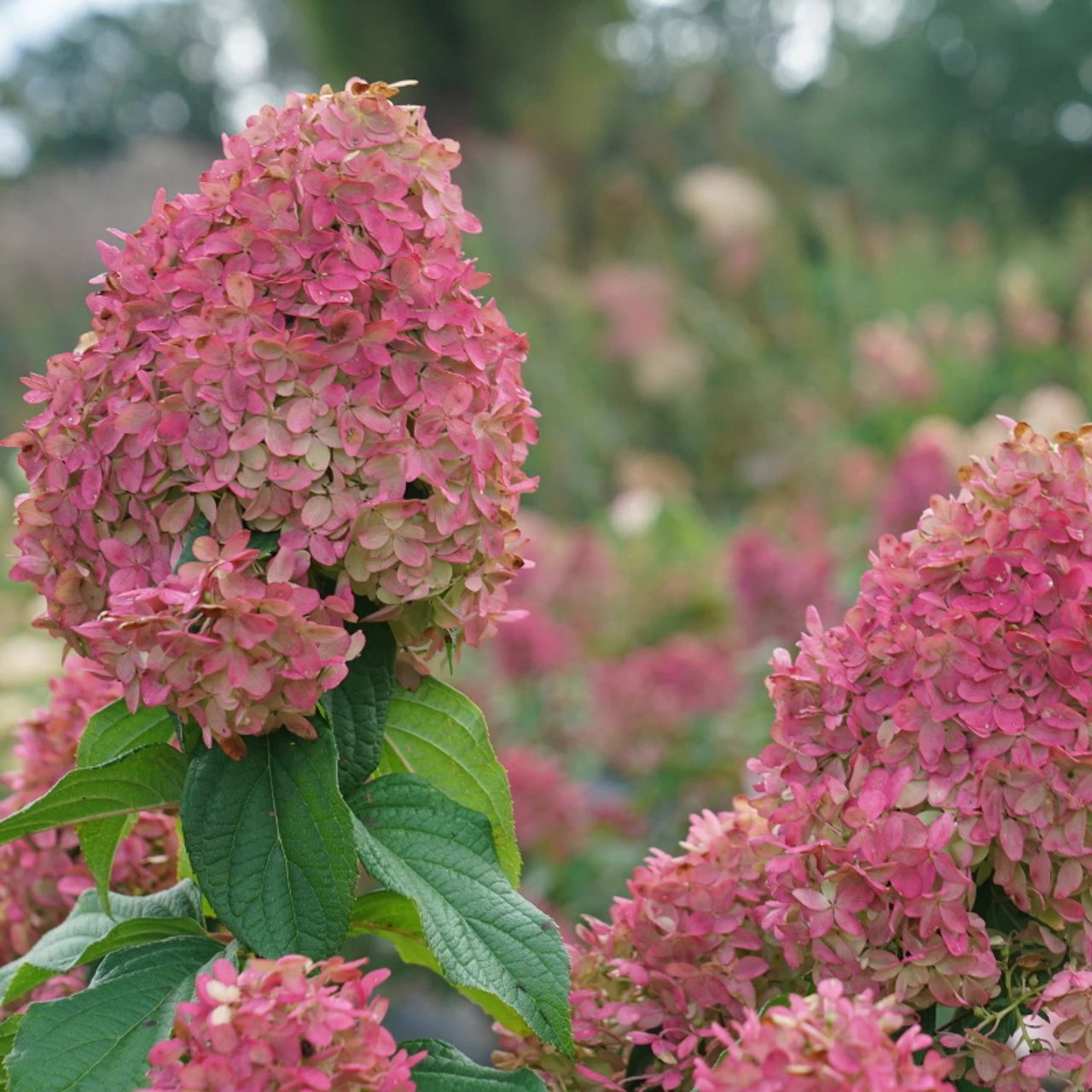 Quick Fire Fab® Hydrangea 3 Quick Fire Fab® Hydrangea