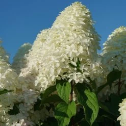 Quick Fire Fab® Hydrangea 14 Quick Fire Fab® Hydrangea -Garden Plant Store Quick Fire Fab Hydrangea flower 24749.1611596071