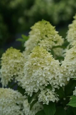 Quick Fire Fab® Hydrangea 20 Quick Fire Fab® Hydrangea -Garden Plant Store Quick Fire Fab Hydrangea flowers 14520.1611596256