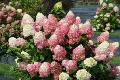 Quick Fire Fab® Hydrangea 19 Quick Fire Fab® Hydrangea -Garden Plant Store Quick Fire Fab Hydrangea flowers pink 61529.1611596246