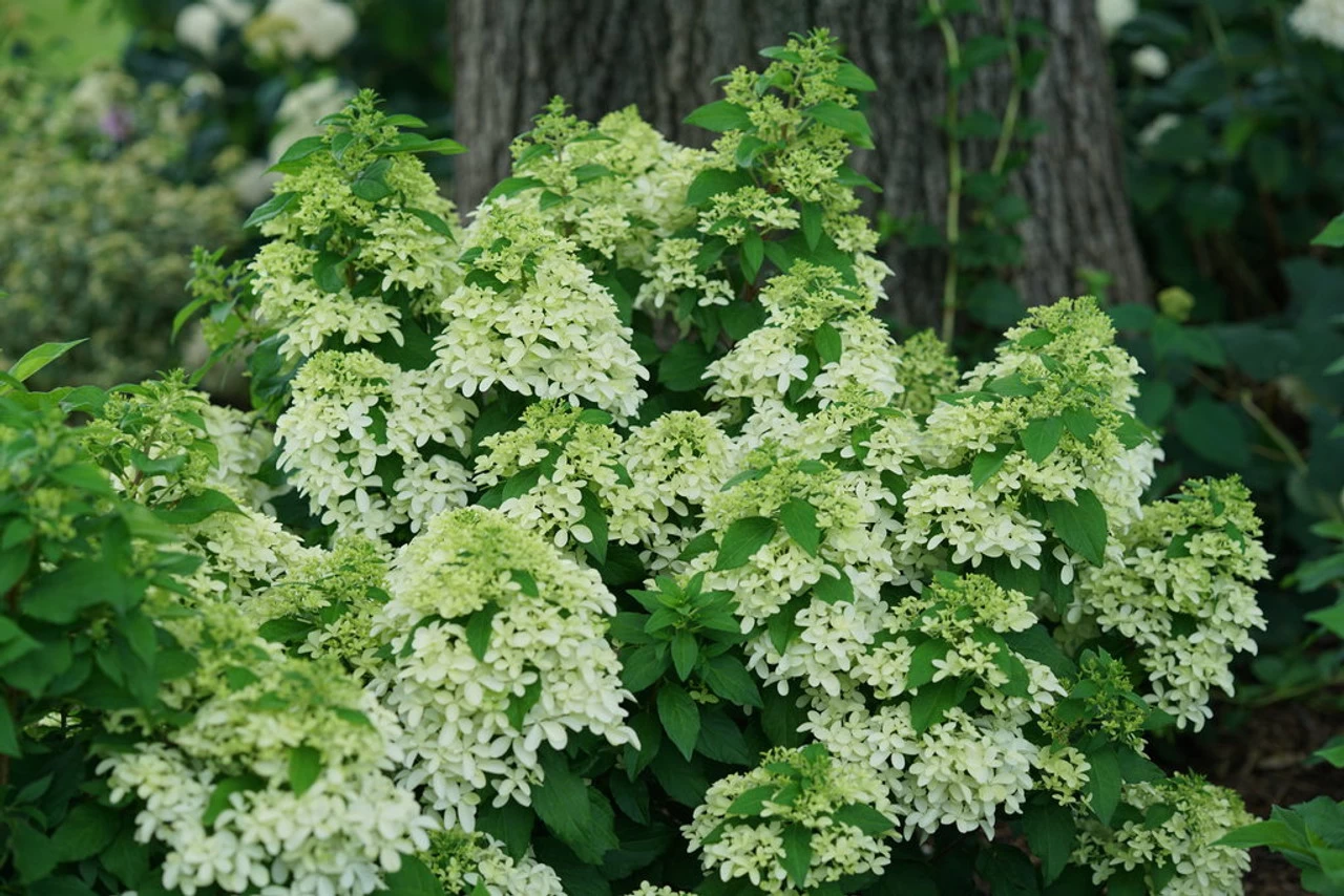 Quick Fire Fab® Hydrangea 7 Quick Fire Fab® Hydrangea - Image 5