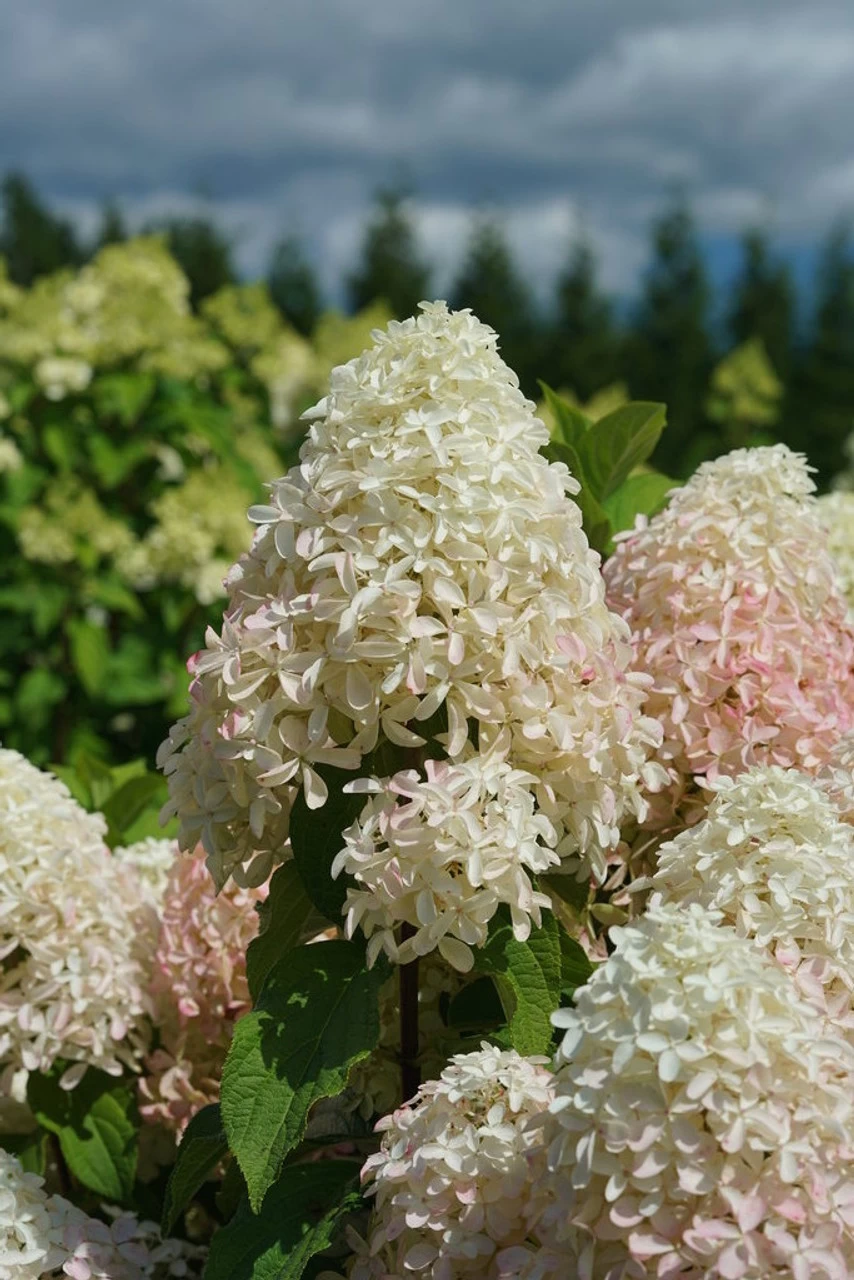 Quick Fire Fab® Hydrangea 12 Quick Fire Fab® Hydrangea - Image 10