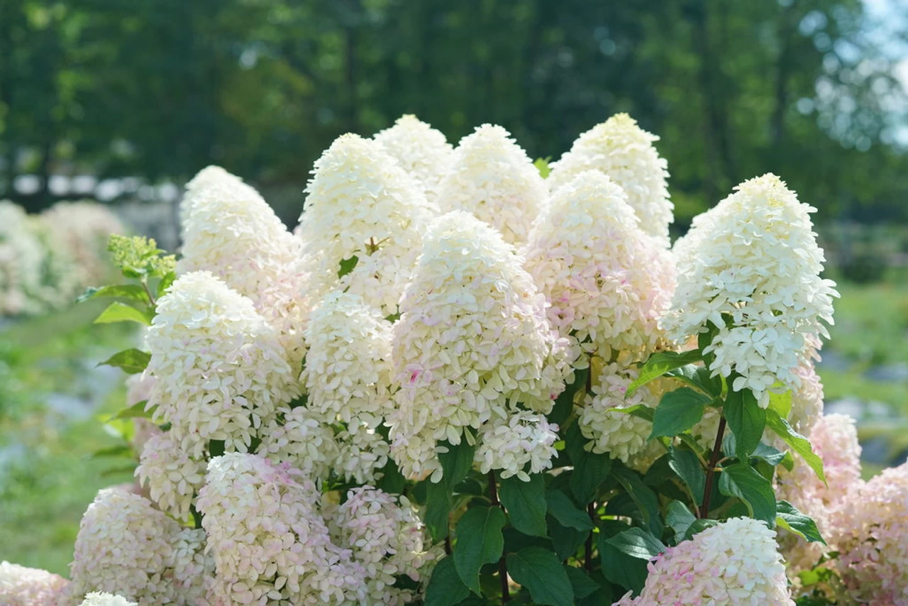 Quick Fire Fab® Hydrangea 6 Quick Fire Fab® Hydrangea - Image 4