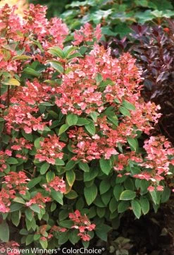 Quick Fire® Hydrangea -Garden Plant Store Quick Fire Hydrangea Green Foliage and Red Flowers 46563.1518386031