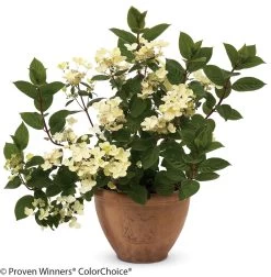Quick Fire® Hydrangea -Garden Plant Store Quick Fire Hydrangea Growing in a Pot 80868.1518386001