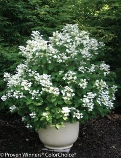 Quick Fire® Hydrangea -Garden Plant Store Quick Fire Hydrangea with White Flowers in Planter 99014.1518386055