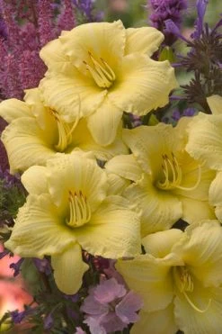 Rainbow Rhythm® Going Bananas Daylily -Garden Plant Store Rainbow Rhythm Going Bananas Daylily Blooming 93119.1551416727