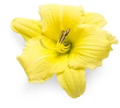 Rainbow Rhythm® Going Bananas Daylily -Garden Plant Store Rainbow Rhythm Going Bananas Daylily Yellow Flower Up Close 26887.1551416727