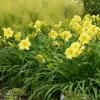 Rainbow Rhythm® Going Bananas Daylily -Garden Plant Store Rainbow Rhythm Going Bananas Daylily in Landscape 48251.1615499559