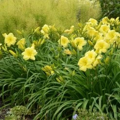 Rainbow Rhythm® Going Bananas Daylily