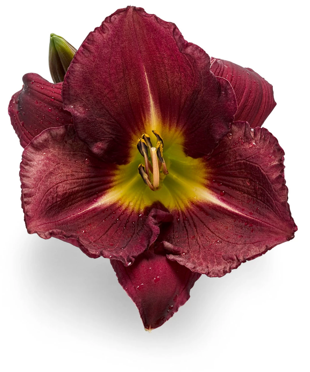 Rainbow Rhythm® Nosferatu Daylily 8 Rainbow Rhythm® Nosferatu Daylily - Image 6