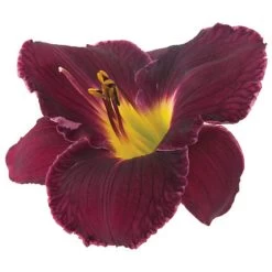 Rainbow Rhythm® Nosferatu Daylily 10 Rainbow Rhythm® Nosferatu Daylily -Garden Plant Store Rainbow Rhythm Nosferatu Daylily Dark Purple Flower Up Close 91376.1551416732