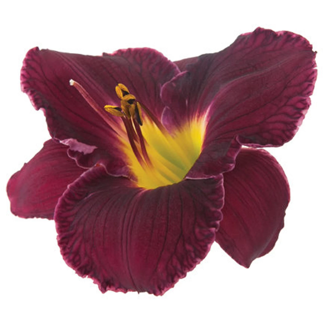 Rainbow Rhythm® Nosferatu Daylily 5 Rainbow Rhythm® Nosferatu Daylily - Image 3