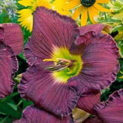Rainbow Rhythm® Nosferatu Daylily