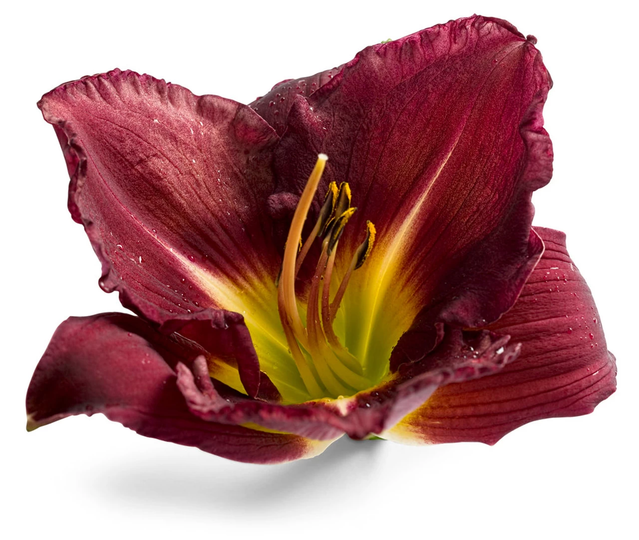 Rainbow Rhythm® Nosferatu Daylily 6 Rainbow Rhythm® Nosferatu Daylily - Image 4