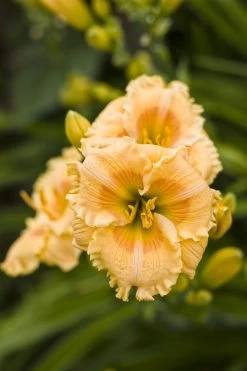Rainbow Rhythm® Orange Smoothie Daylily -Garden Plant Store Rainbow Rhythm Orange Smoothie Daylily Orange Blooms Up Close 25056.1551416728
