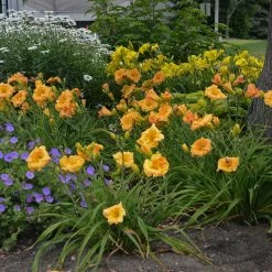Rainbow Rhythm® Orange Smoothie Daylily -Garden Plant Store Rainbow Rhythm Orange Smoothie Daylily in Landscape 41784.1551416728