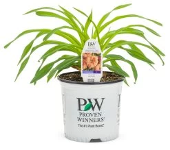 Rainbow Rhythm® Orange Smoothie Daylily -Garden Plant Store Rainbow Rhythm Orange Smoothie Daylily in Proven Winners Pot 03321.1615499487