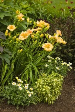 Rainbow Rhythm® Orange Smoothie Daylily -Garden Plant Store Rainbow Rhythm Orange Smoothie Hemerocallis in Landscape 96281.1551416728