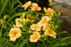 Rainbow Rhythm® Orange Smoothie Daylily -Garden Plant Store Rainbow Rhythm Orange Smoothie Hemerocallis with Orange Blooms 31924.1551416728