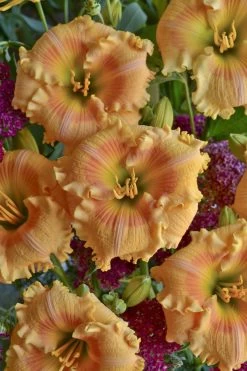 Rainbow Rhythm® Orange Smoothie Daylily -Garden Plant Store Rainbow Rhythm Orange Smoothie Hemerocallis with Orange Flowers 1 26860.1551416728