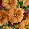 Rainbow Rhythm® Orange Smoothie Daylily 1 Rainbow Rhythm® Orange Smoothie Daylily -Garden Plant Store Rainbow Rhythm Orange Smoothie Hemerocallis with Orange Flowers 69019.1615499483