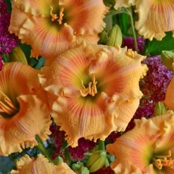Rainbow Rhythm® Orange Smoothie Daylily