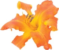 Rainbow Rhythm® Primal Scream Daylily -Garden Plant Store Rainbow Rhythm Primal Scream Daylily Flower Up Close 37191.1551416730