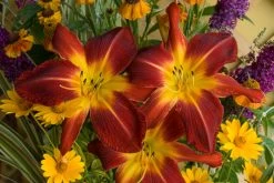 Rainbow Rhythm® Ruby Spider Daylily -Garden Plant Store Rainbow Rhythm Ruby Spider Daylily Blooming Cluster 81215.1551416726