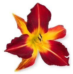 Rainbow Rhythm® Ruby Spider Daylily -Garden Plant Store Rainbow Rhythm Ruby Spider Daylily Red Flower Up Close 23573.1551416726