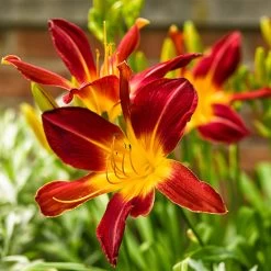 Rainbow Rhythm® Ruby Spider Daylily