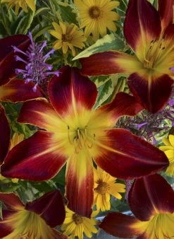 Rainbow Rhythm® Ruby Spider Daylily -Garden Plant Store Rainbow Rhythm Ruby Spider Daylily with Red Yellow Flowers 11504.1551416726