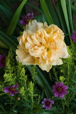 Rainbow Rhythm® Siloam Peony Display Daylily -Garden Plant Store Rainbow Rhythm Siloam Peony Display Daylily flower 70125.1644211040