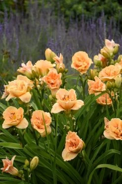 Rainbow Rhythm® Siloam Peony Display Daylily -Garden Plant Store Rainbow Rhythm Siloam Peony Display Daylily flowering 69212.1644211265
