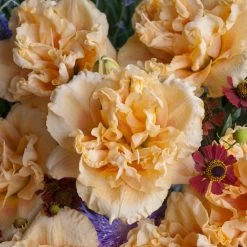 Rainbow Rhythm® Siloam Peony Display Daylily