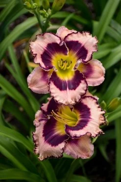 Rainbow Rhythm® Sound Of My Heart Daylily -Garden Plant Store Rainbow Rhythm Sound of My Heart Daylily Blooms 55389.1612542625