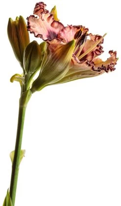 Rainbow Rhythm® Sound Of My Heart Daylily -Garden Plant Store Rainbow Rhythm Sound of My Heart Daylily Cut Flower Stem and Flower 81025.1612542629