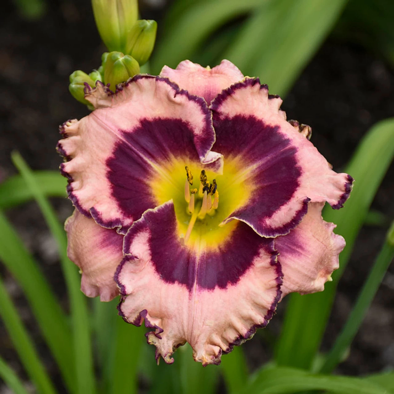 Rainbow Rhythm® Sound Of My Heart Daylily - Image 2
