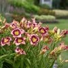 Rainbow Rhythm® Sound Of My Heart Daylily -Garden Plant Store Rainbow Rhythm Sound of My Heart Daylily Plants Blooming 16581.1612542620