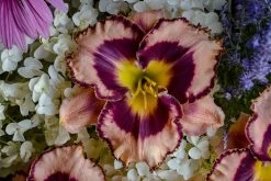 Rainbow Rhythm® Sound Of My Heart Daylily -Garden Plant Store Rainbow Rhythm Sound of My Heart Daylily in Flower Bouquet 86964.1612542635