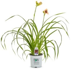 Rainbow Rhythm® Sound Of My Heart Daylily -Garden Plant Store Rainbow Rhythm Sound of My Heart Daylily in Proven Winners Pot 41975.1612542638
